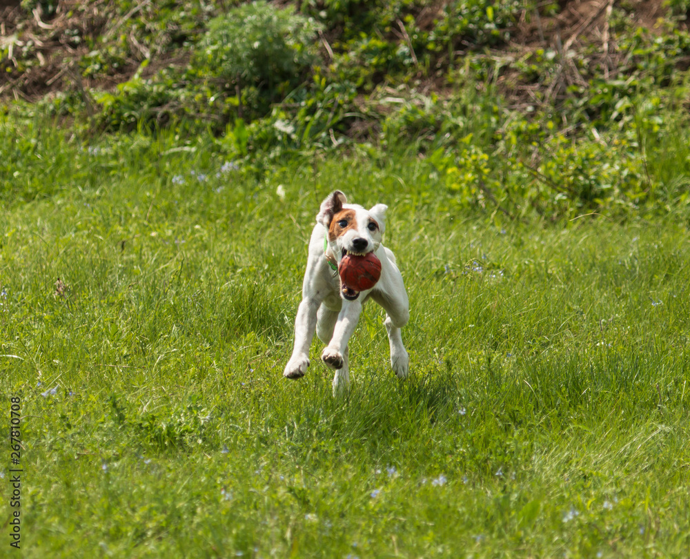 white dog with brown spots playing on the grasswhite dog with brown spots playing on the grass