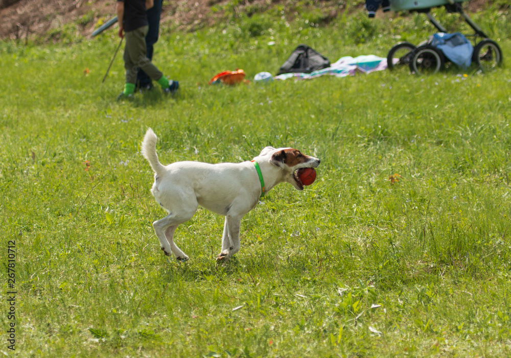 white dog with brown spots playing on the grasswhite dog with brown spots playing on the grass