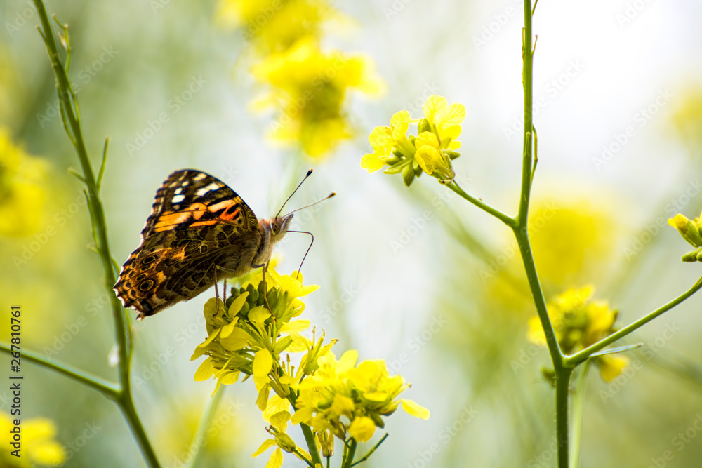 Painted Lady Butterfly on Bright Yellow Wildflowers Close Up Profile Painted Lady Butterfly on Bright Yellow Wildflowers Close Up Profile