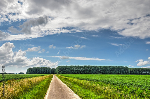 Narrow and straight asphalt road btween agricultural fields leading into a forest in the distance under a blue sky with scattered clouds on the island of Goeree-Overflakkee, the Netherlands photo