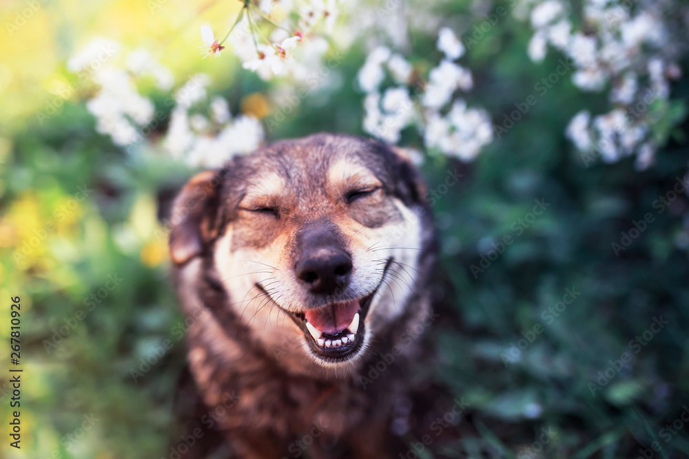 Fototapeta premium portrait of a cute funny dog sitting on a background of flowering shrubs in a spring clear may garden and smiling with his eyes closed
