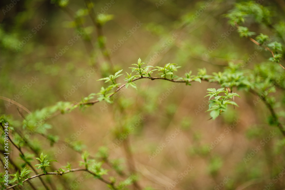 spring landscape, beautiful nature, green bushes and trees spring landscape, beautiful nature, green bushes and trees