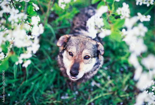 portrait of cute funny dog sitting on background of cherry blossoms in spring...