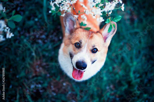 portrait of cute funny puppy red dog Corgi looking up on natural background o...