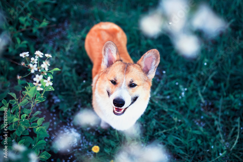 portrait of cute puppy red dog Corgi funny stuck out pink tongue and looks up...
