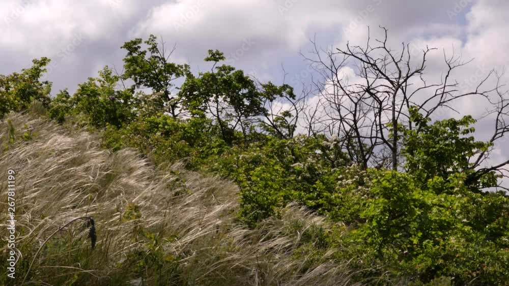 Spring is the season of flowering plants. Most plants bloom in May. Odessa oblast (Ukraine). Spring is the season of flowering plants. Most plants bloom in May. Odessa oblast (Ukraine).