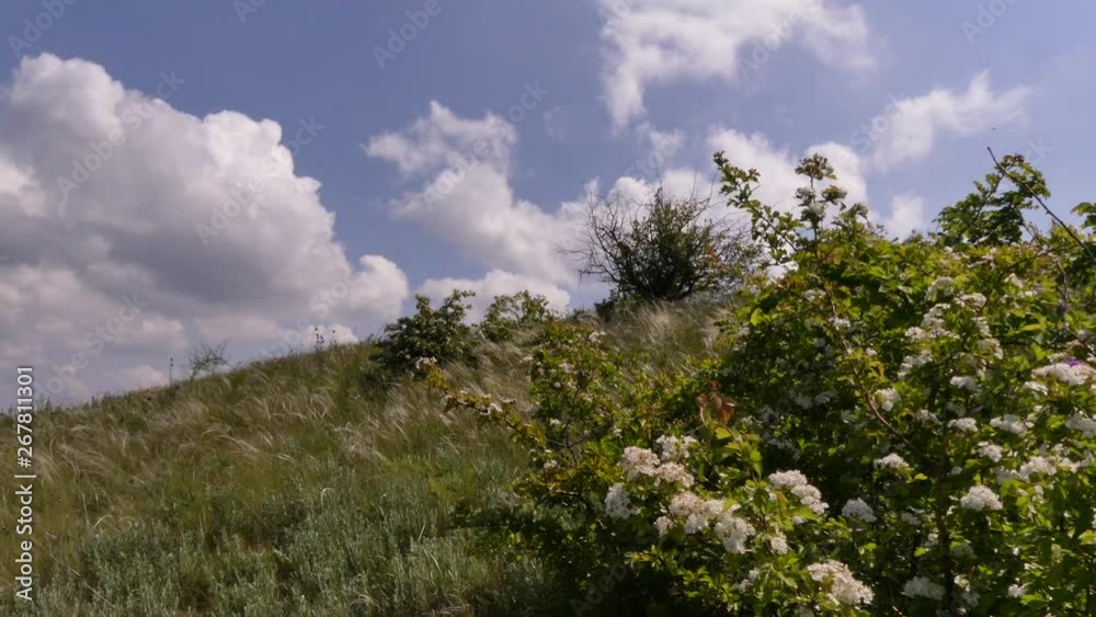 Spring is the season of flowering plants. Most plants bloom in May. Odessa oblast (Ukraine).
