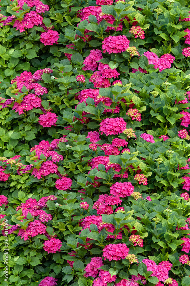 Wall of pink flowers