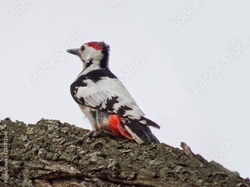 The middle spotted woodpecker  Dendrocoptes medius  sits on a branch in the woods in early spring