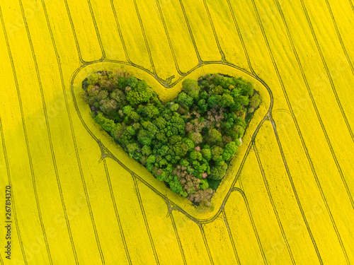 Heart of a nature, aerial view of heart shaped forest among yellow colza field
