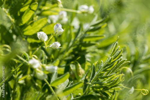Close-up of a lentil plant with white flowers
