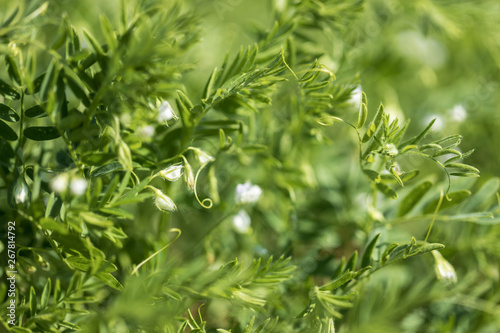 Photography Close-up of a lentil plant with white flowers