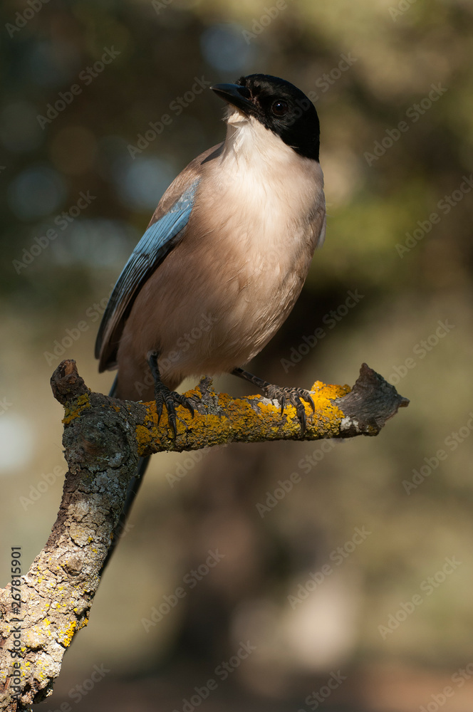 Obraz premium Azure-winged magpie Cyanopica cyanus on a branch