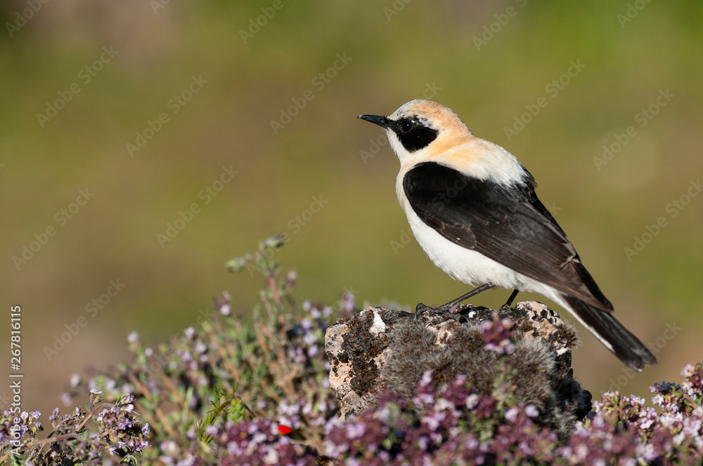 Obraz premium Black-eared Wheatear - Oenanthe hispanica perched on a rock with flowers in its natural habitat
