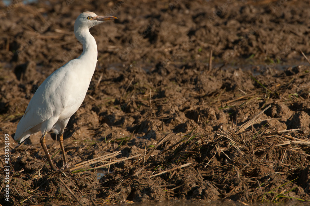 Cattle Egret - Bubulcus ibis looking for food in a field Cattle Egret - Bubulcus ibis looking for food in a field