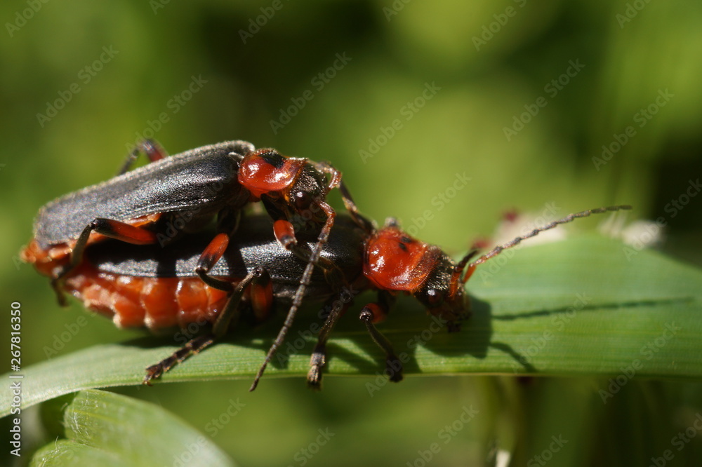 Fototapeta premium Жуки пожарники