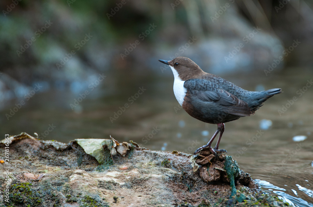 Dipper - Cinclus cinclus single bird on rock in the river - in their habitat Dipper - Cinclus cinclus single bird on rock in the river - in their habitat