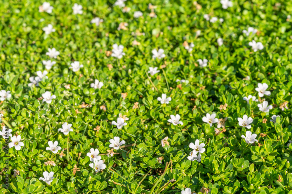 Spring Background with Small White Flowers Spring Background with Small White Flowers