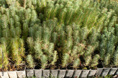 Pine tree nursery for reforestation - Pinus pinea