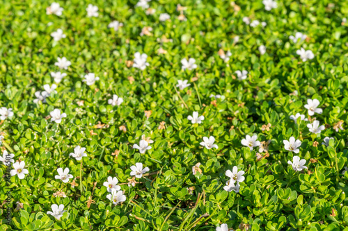 Spring Background with Small White Flowers