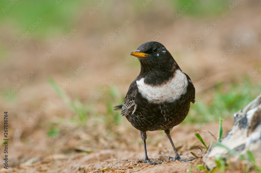 RING OUZEL - Turdus torquatus perched on the ground RING OUZEL - Turdus torquatus perched on the ground