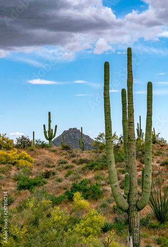 Tall Cactus In the Arizona Desert landscape