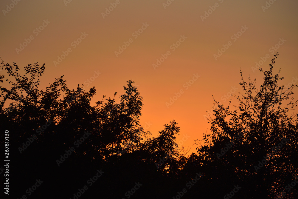 Silhouette of tree tops on the background of the evening orange sky. Dramatic light