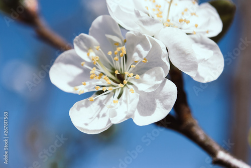 Beautiful cherry flowers. Sakura