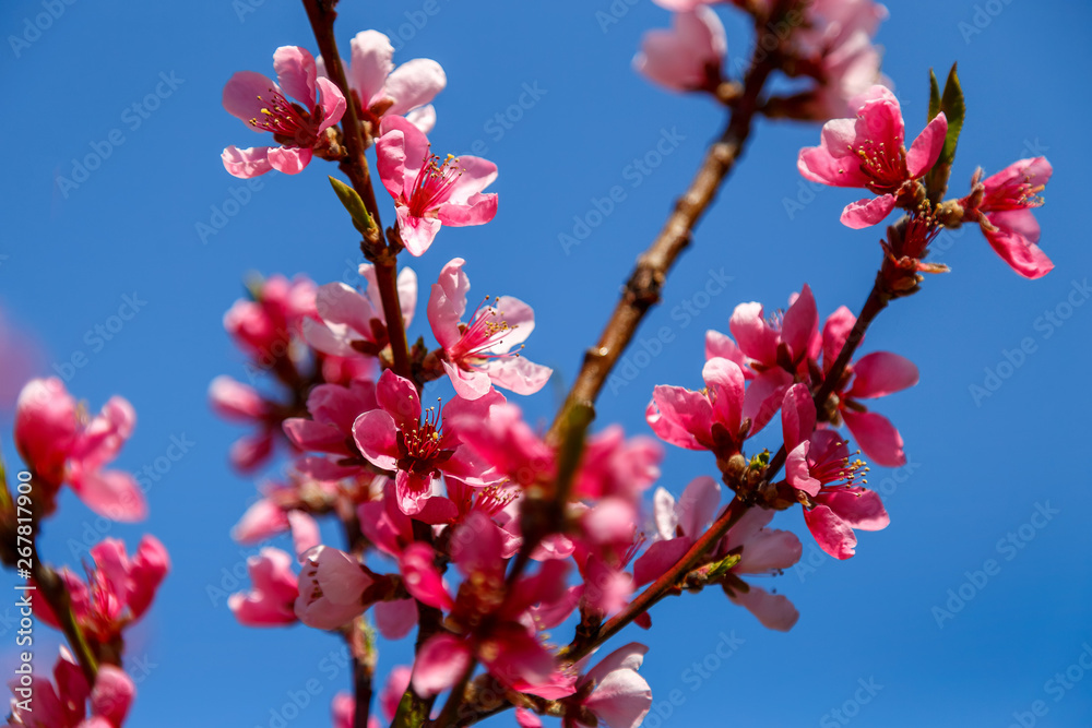 Beautiful pink flowers of spring tree Beautiful pink flowers of spring tree