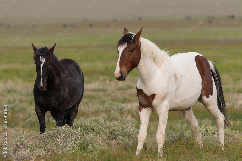 Wild Horses in Spring in the Utah Desert