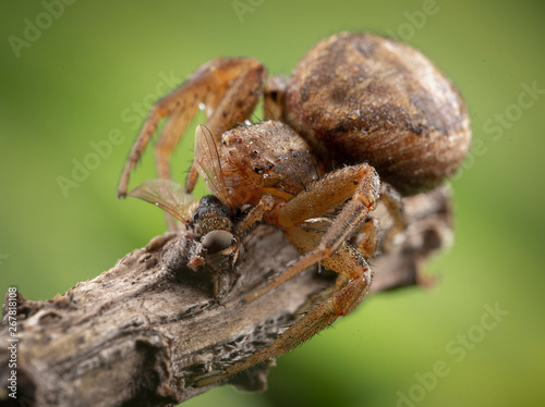 Xysticus spider hunter eating small died honeybee © Eduardo Gonzalez