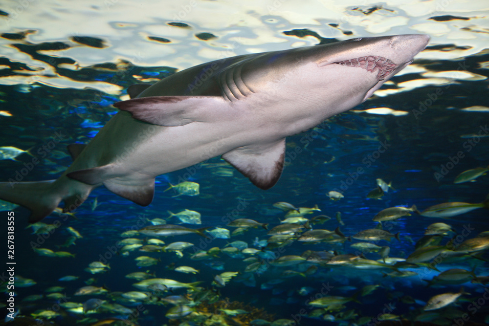 Fototapeta premium Underside of a Sand Tiger Shark with schools of fish