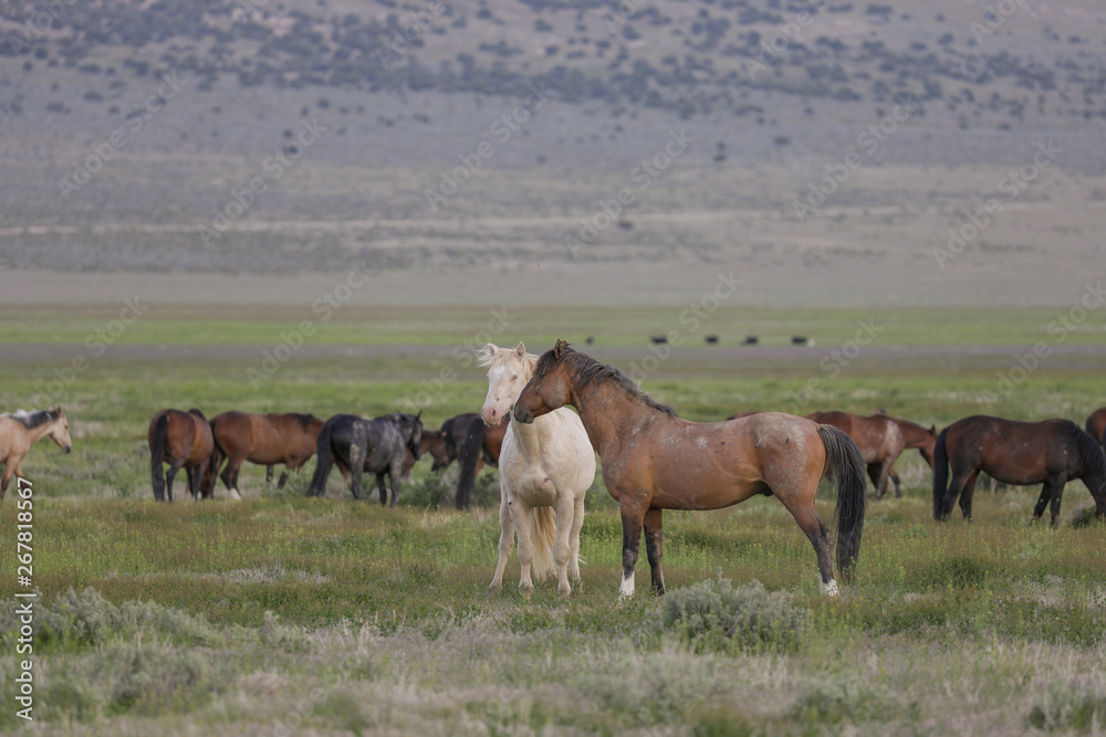 Wild Horses in Spring in the Utah Desert