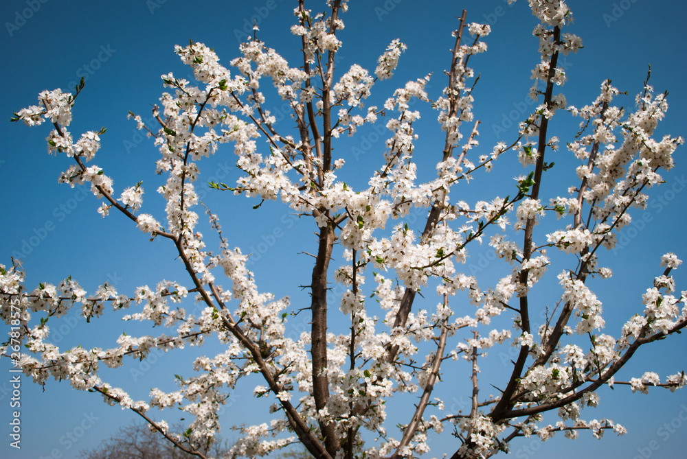 Beautiful cherry flowers. Sakura Beautiful cherry flowers. Sakura