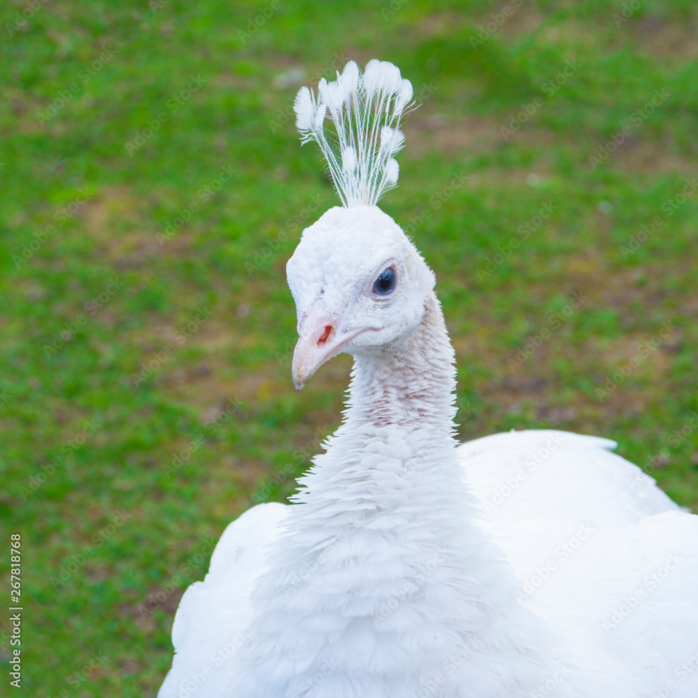 White female peacock. A white female peacock with her head turned and her feathers on top of her head sticking up White female peacock. A white female peacock with her head turned and her feathers on top of her head sticking up
