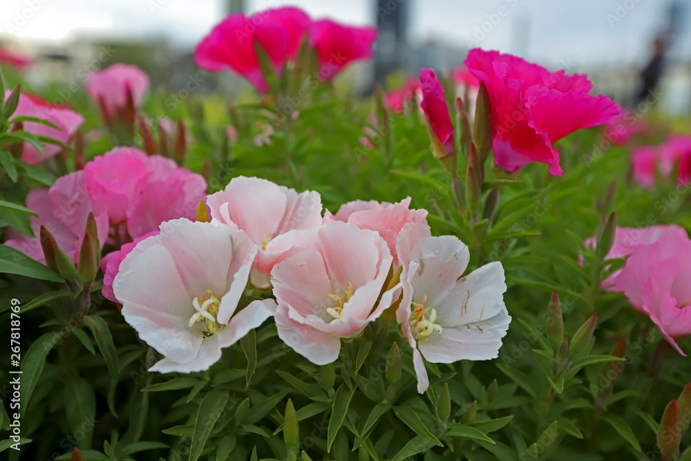 Fototapeta premium Azalea Flower ; godetia