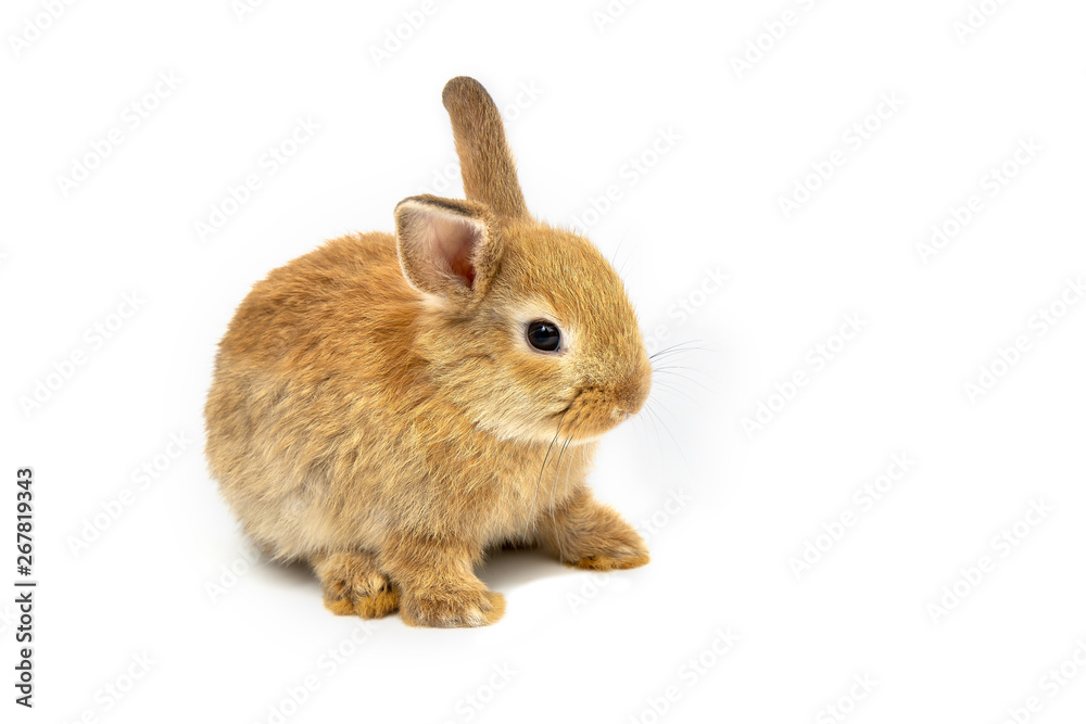 Obraz premium Funny bunny or baby rabbit brown fur and long ears is sitting on white background use as for Easter Day.