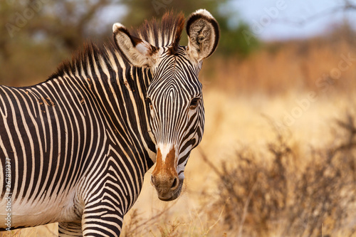 Gr  vy s zebra Grevy s Equus grevyi with  black and white narrow stripes in dusty dry golden scrub Samburu Kenya East Africa endangered species