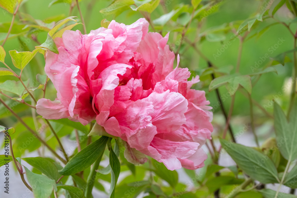 Paeonia suffruticosa Jeanne d Arc Paeonia suffruticosa Jeanne d Arc