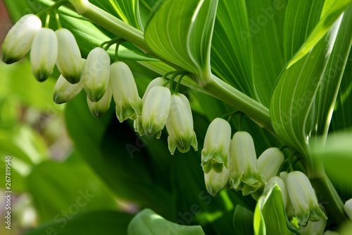 Delicate flowers of Solomon s seal in the garden in the spring closeup