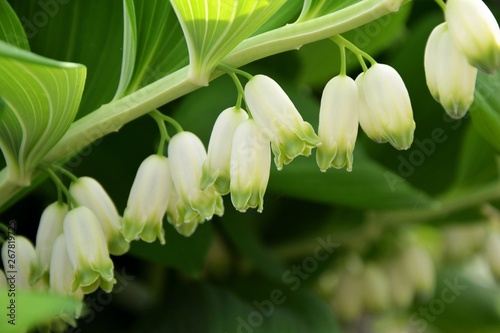 Delicate flowers of solomon's seal in the garden in the spring closeup