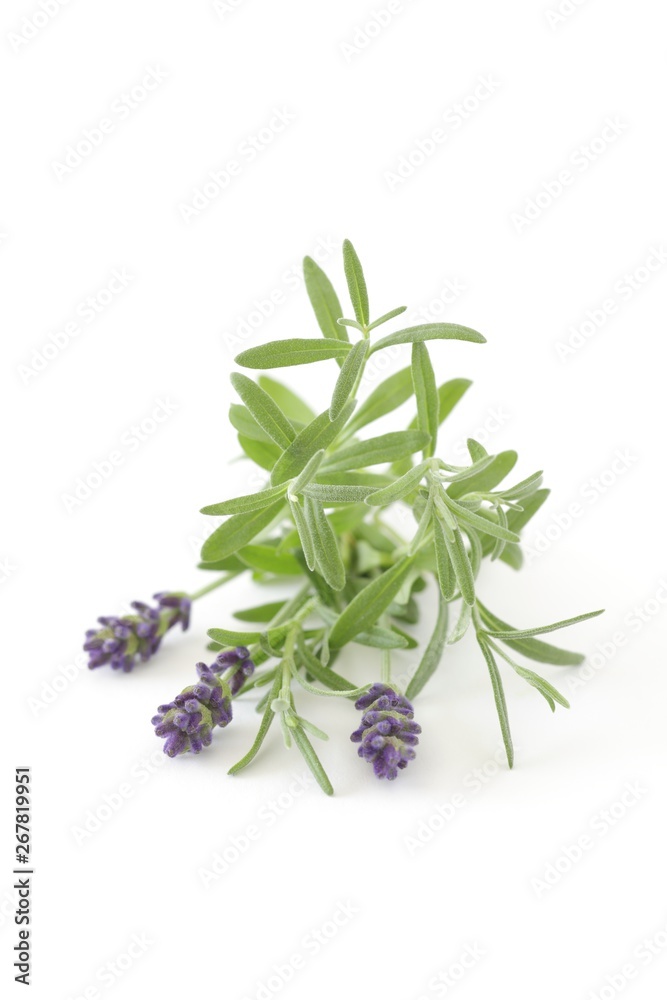 Lavender Lavender