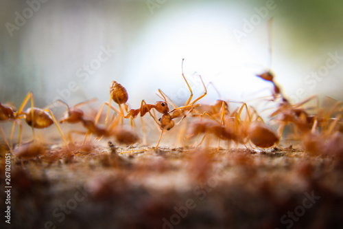 Red imported fire ant,Action of fire ant © NOTE OMG