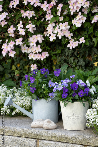 rustikale Gartendekoration mit Hornveilchen in Lila und Blau und Clematis montana