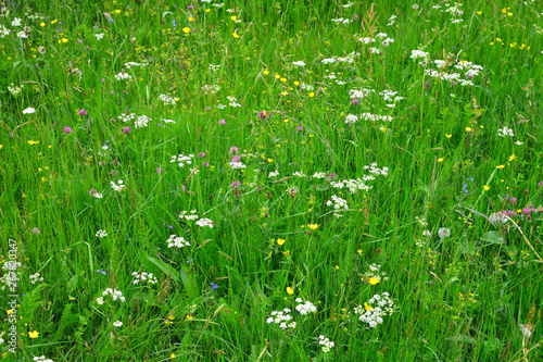 Kräuterwiese Blumenwiese Hintergrund Muster