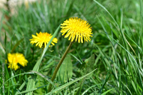 Background bokeh with a yellow flower of a dandelion.