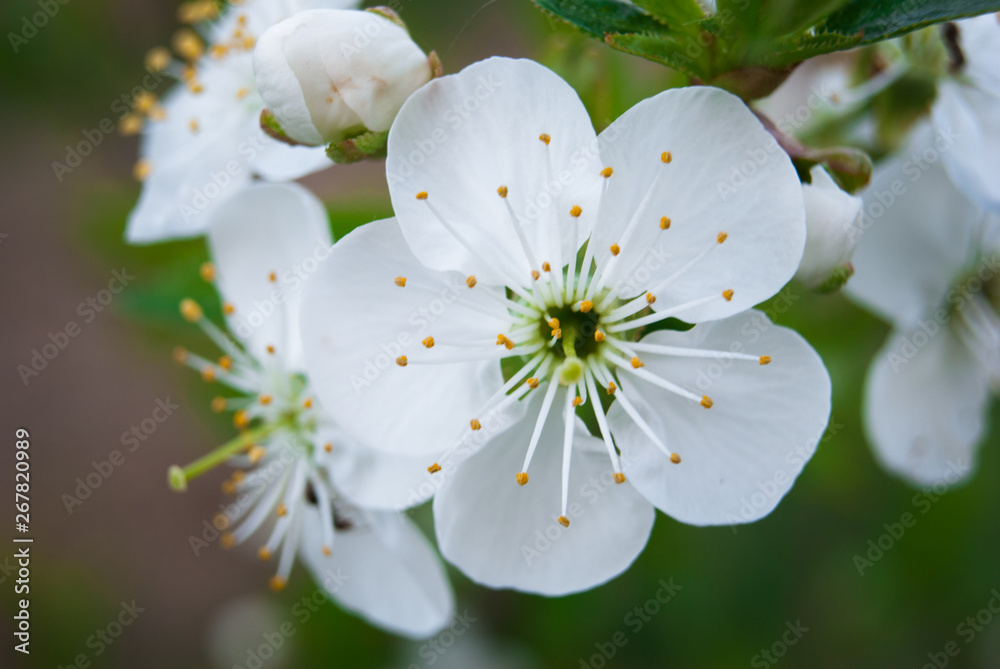 Fototapeta premium Beautiful cherry flowers. Sakura