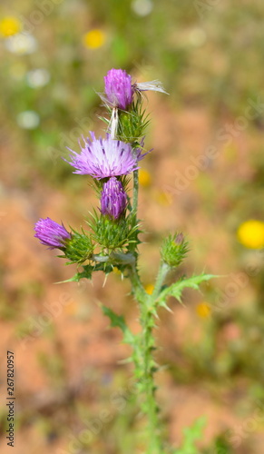 Cirsium Vulgare Background