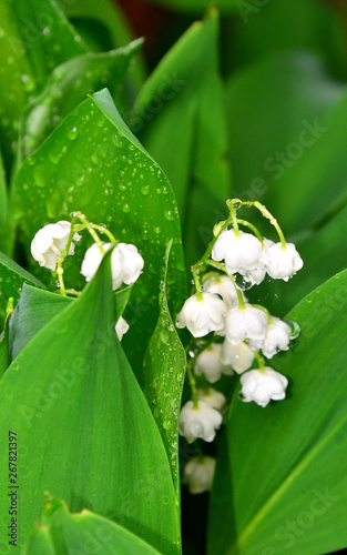 Maiglöckchen mit Wassertropfen