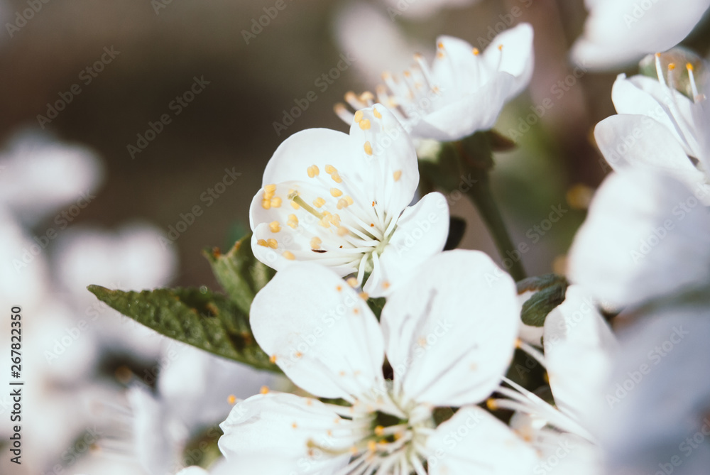 Obraz premium Beautiful cherry flowers. Sakura